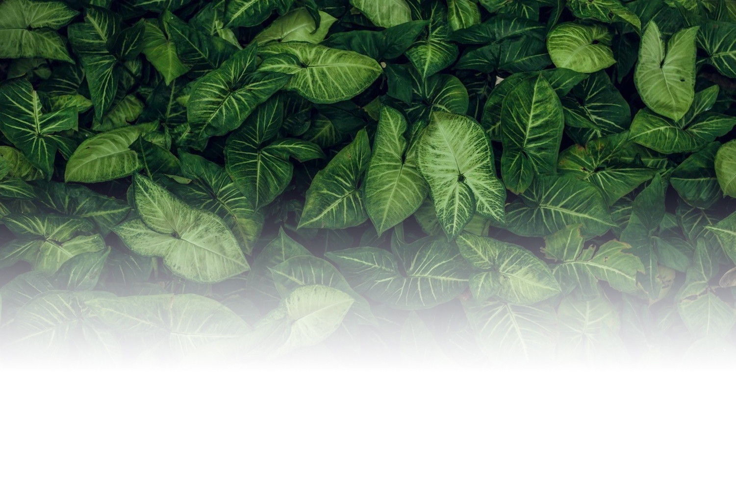 Pharmacie de l'Abbaye